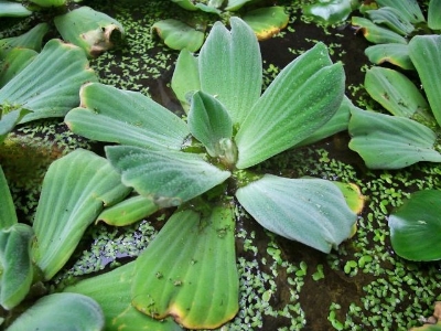 Water Lettuce (Water Cabbage, Nile Cabbage, Pistia) - Plant Categories 