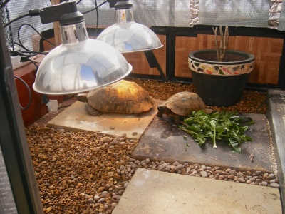 heat lamp for tortoise table