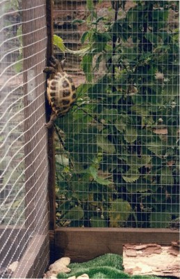 climbing tortoise.jpg