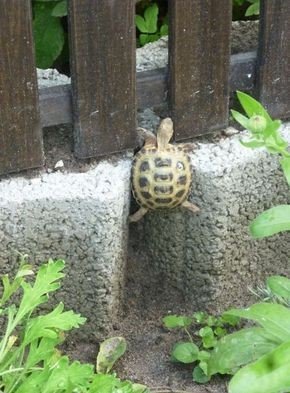 Tortoise climbing wall.jpg