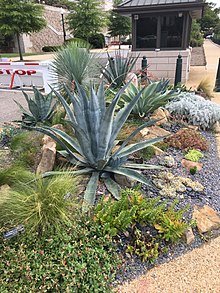 220px-Xeriscaping_USCapital2.jpg