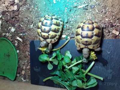 m_Hedgehog's tortoises1.jpg