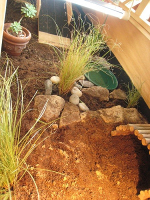 planting and stones on lower level.jpg