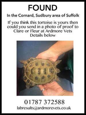 found tortoise in Sudbury.jpg