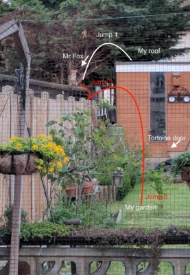 Fox in garden.jpeg