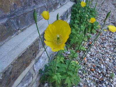 Browse and Search the Tortoise Table Plant Database