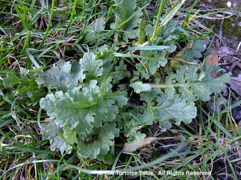Browse and Search the Tortoise Table Plant Database