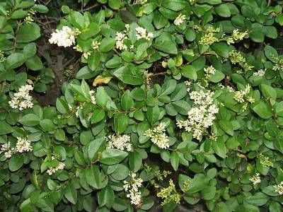 Browse And Search The Tortoise Table Plant Database