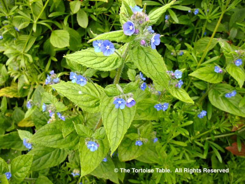 Browse and Search the Tortoise Table Plant Database