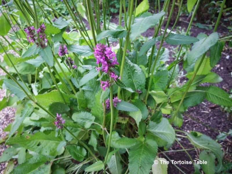 Browse And Search The Tortoise Table Plant Database