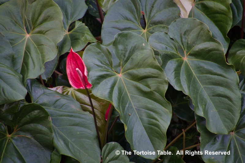 Browse and Search the Tortoise Table Plant Database