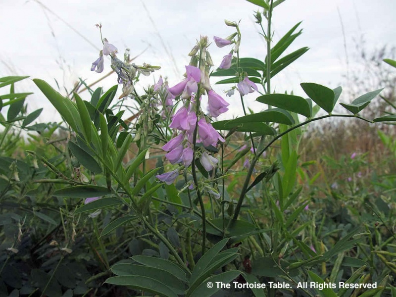 Browse and Search the Tortoise Table Plant Database