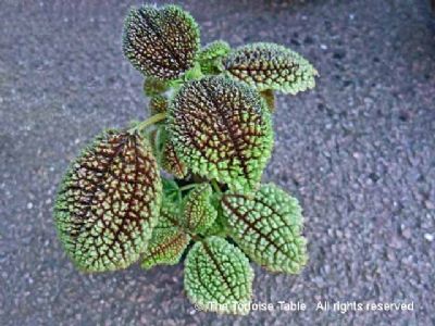 Browse And Search The Tortoise Table Plant Database