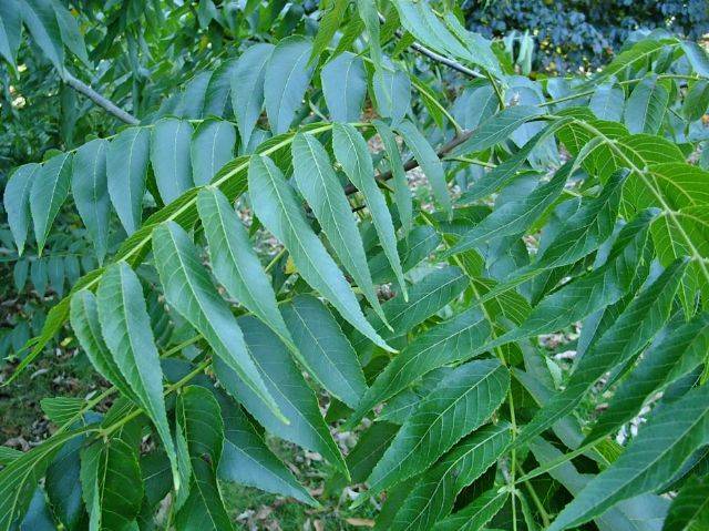 Browse And Search The Tortoise Table Plant Database