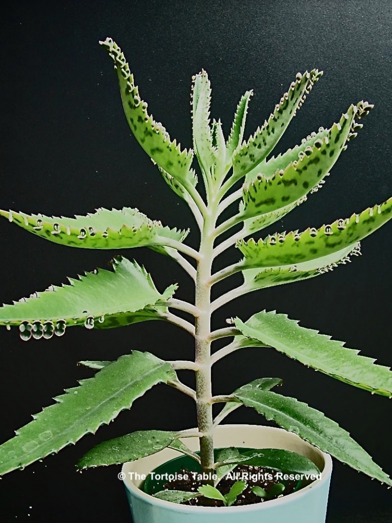 Devil's backbone Bryophyllum delagoensis  plantlets x 5 FREE UK DELIVERY