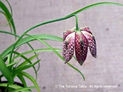 Browse and Search the Tortoise Table Plant Database
