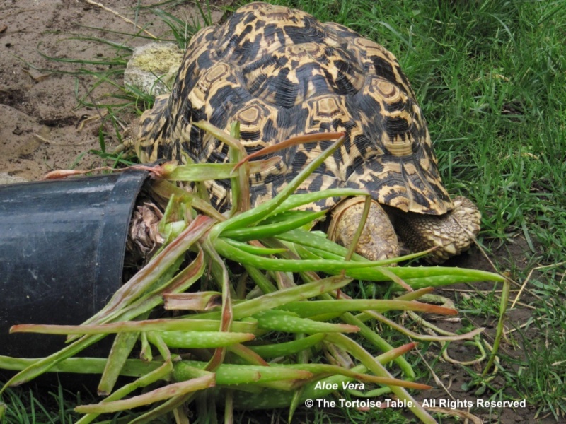 Browse and Search the Tortoise Table Plant Database