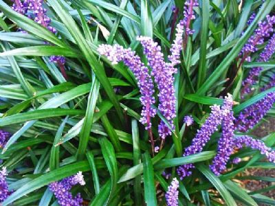 are liriope berries poisonous to dogs