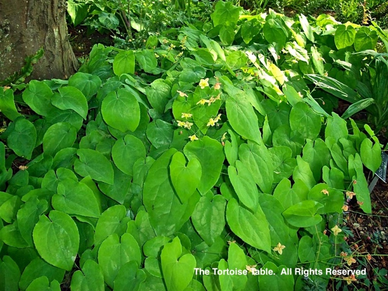 Browse and Search the Tortoise Table Plant Database