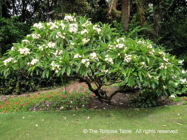 Browse and Search the Tortoise Table Plant Database