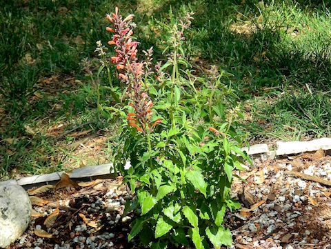 is agastache poisonous to dogs
