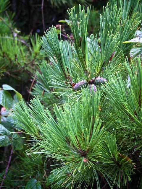 Browse and Search the Tortoise Table Plant Database