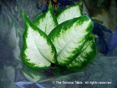 pesticide for house plant Instant Plant Protection