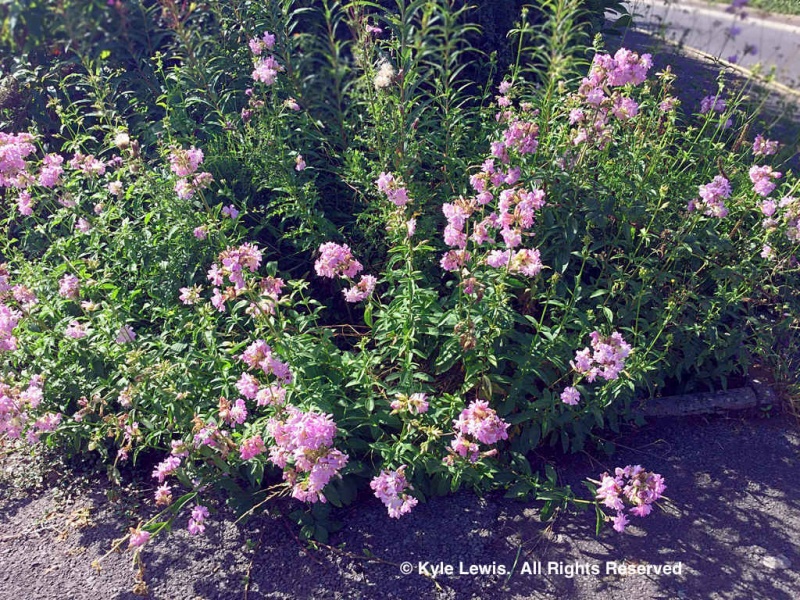 Browse and Search the Tortoise Table Plant Database