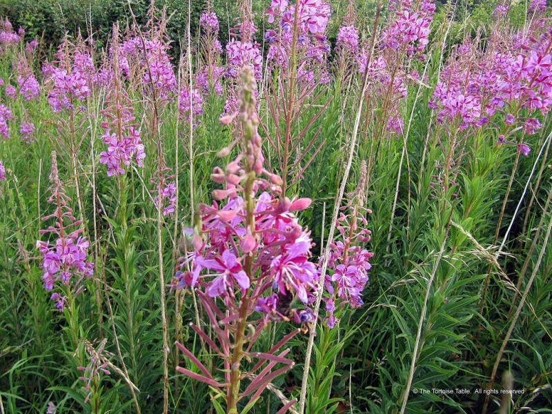 Browse and Search the Tortoise Table Plant Database
