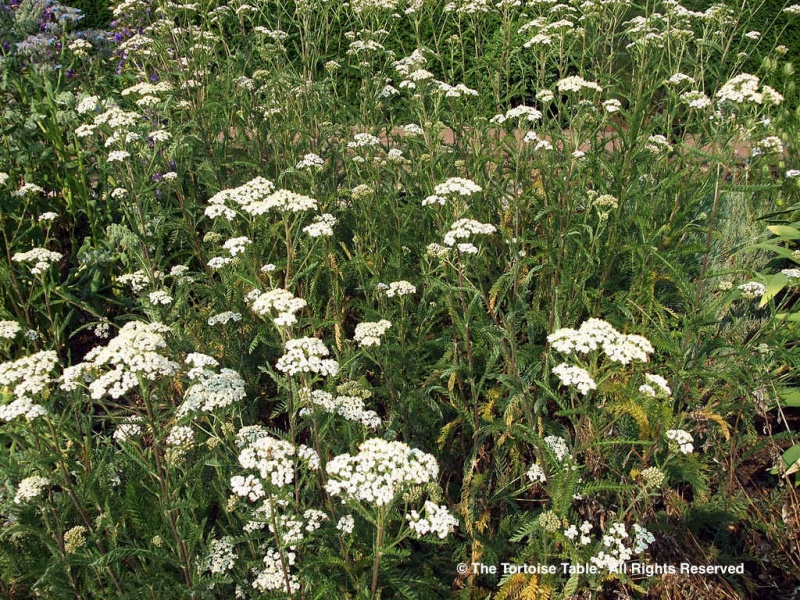 Browse and Search the Tortoise Table Plant Database