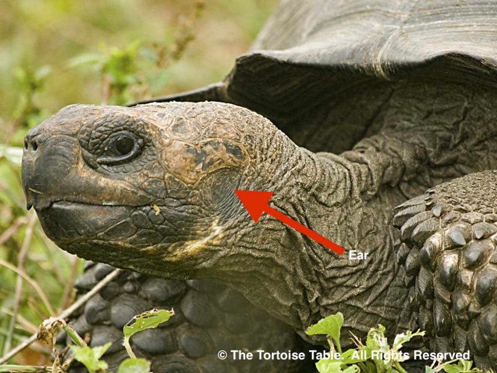 How To Trim Your Tortoise's Beak and Nails | Backwater Reptiles Blog