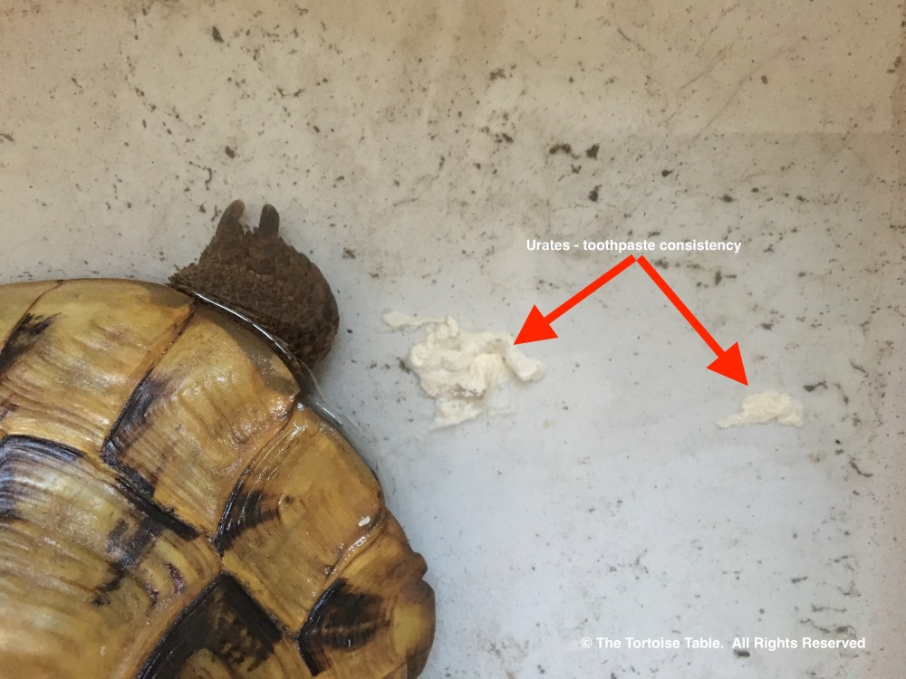 Tortoise Poop Tortoise Poop
