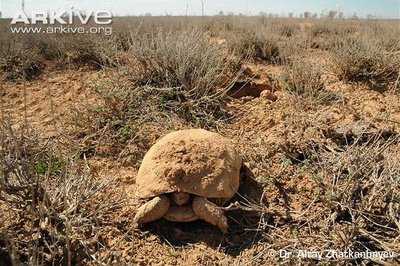 m_Tortoises in their natural habitats.jpg