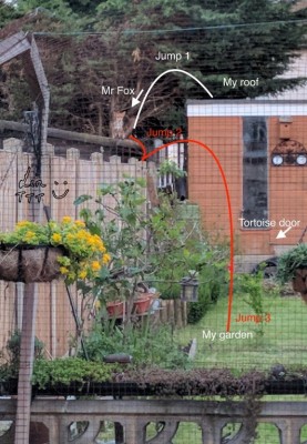 Fox in garden_linroberts.jpeg