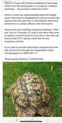 Stolen tortoise Malton.jpg