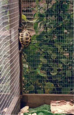 Tortoise climbing fence.jpg
