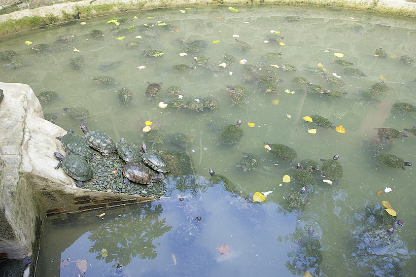 Turtles_Jade Emperor Pagoda_Saigon_MG_4139.jpg