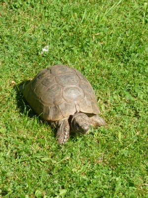 Tortoise,  Bradford on Avon (Copy).JPG